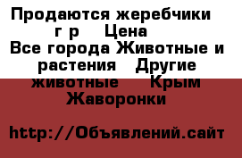 Продаются жеребчики 14,15 16 г.р  › Цена ­ 177 000 - Все города Животные и растения » Другие животные   . Крым,Жаворонки